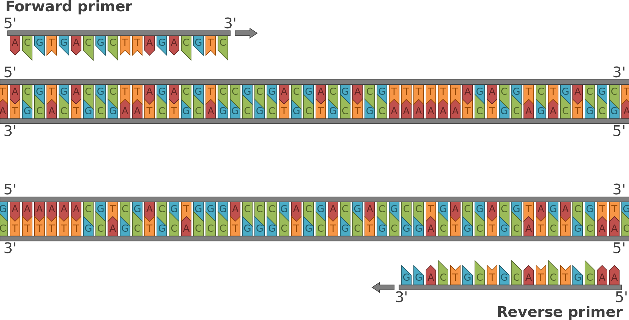 Open - Primer Reverse Y Forward (2000x1043), Png Download