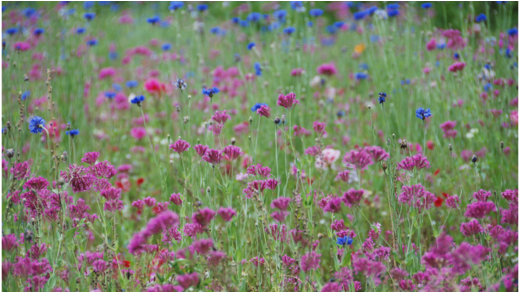 Dark Pink And Blue Wild Flowers (1000x291), Png Download