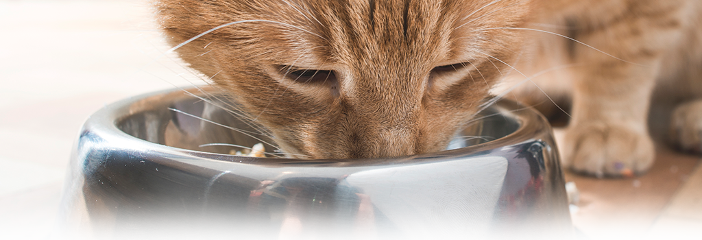 Back - Diabetic Cat (1024x350), Png Download