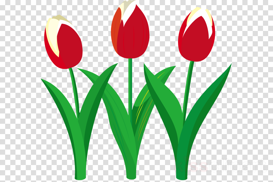 Tulip Clipart Tulip Flower Clip Art - Clip Art (900x600), Png Download