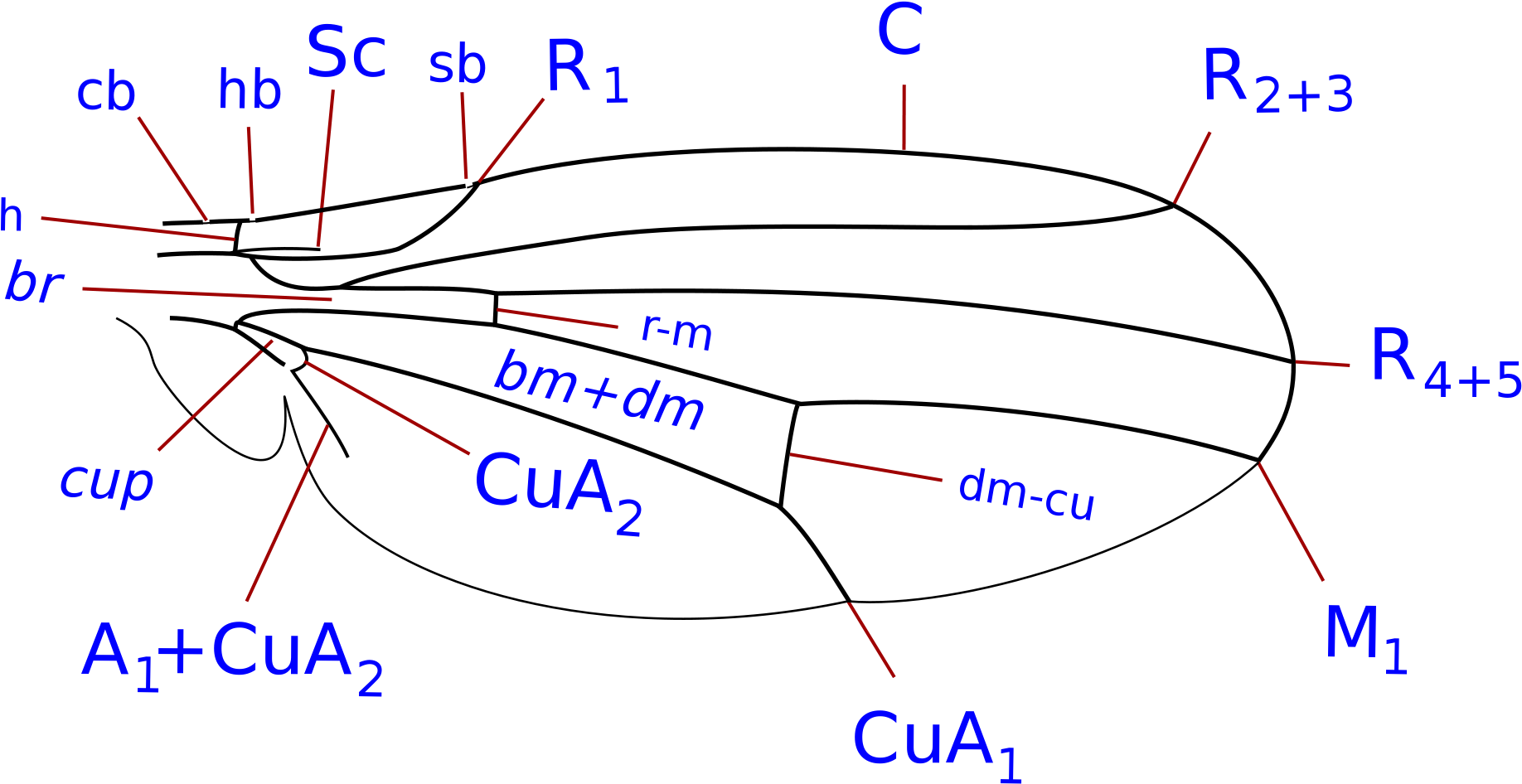 Open - Drosophilidae Wing (2000x1120), Png Download