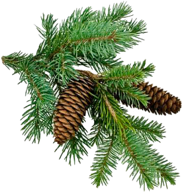 Christmas Tree Branch Png - Nawóz Planta Nawóz Mineralny Pod Iglaki Przeciw Brunatnieniu (400x400), Png Download