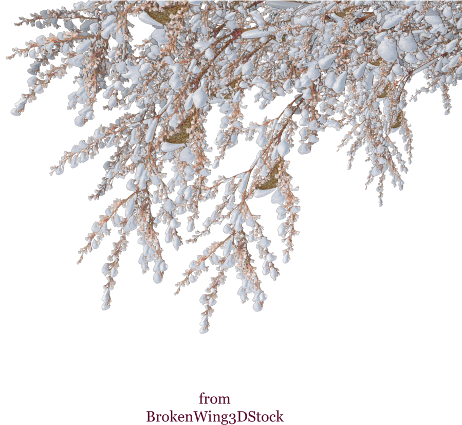 Vector Snow Winter Shrub Tree - Snowy Tree Branch Png (900x900), Png Download