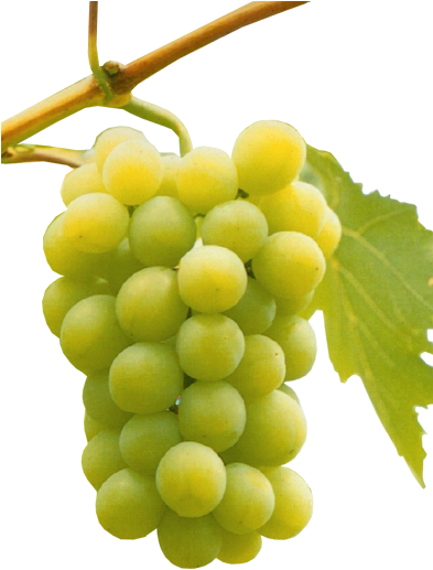 Uvas Blancas - Uva Viura O Macabeo (392x597), Png Download