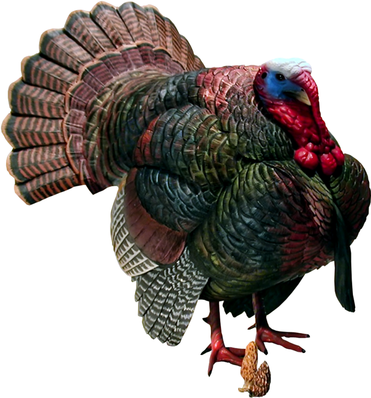 Wild Turkey Png - Turkey Png (837x955), Png Download