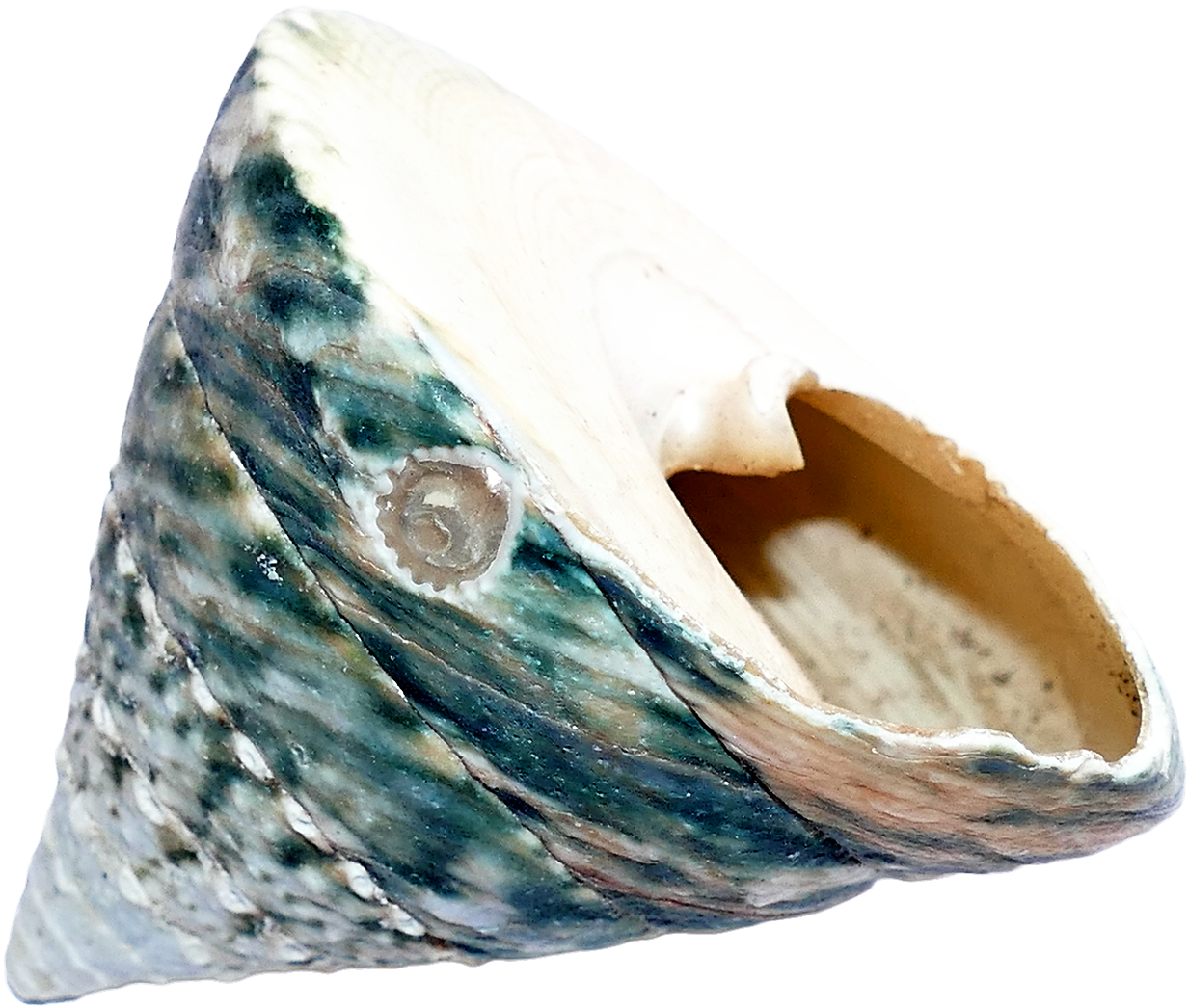 Ocean Sea Shell Png Transparent Image - Seashell (500x435), Png Download