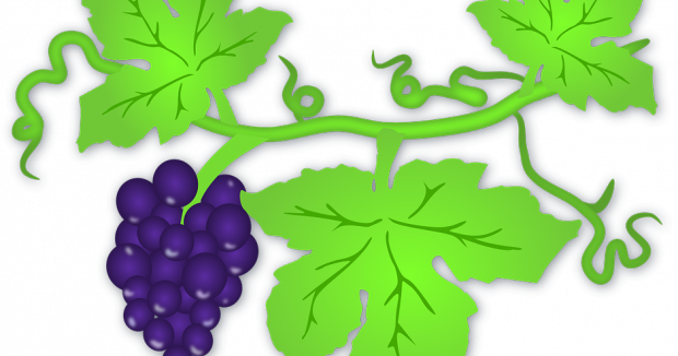 La Uva, Una Vía Para Reducir Peso - Grapes On The Vine Mugs (620x326), Png Download