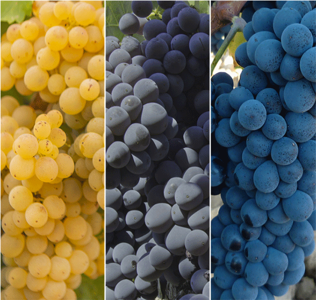 Laqvarta Uvas 2018 10 182018 10 18http - Seedless Fruit (669x766), Png Download
