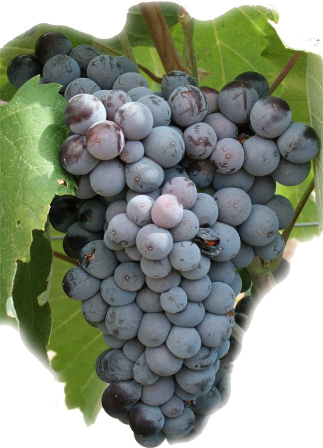 Un Azul Que Nos Tienta - Uvas Tintas Monastrell (648x900), Png Download