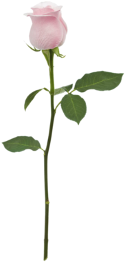 Edit, Flower, And Overlay Image - Roses Floral Theme - Tote Bags (500x500), Png Download