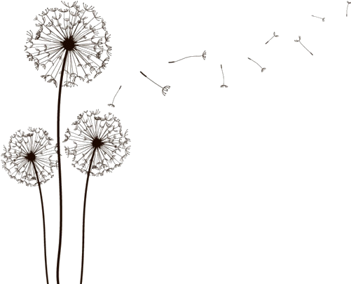 Blowing Dandelion Png - Dandelion Clip Art Transparent Background (500x500), Png Download