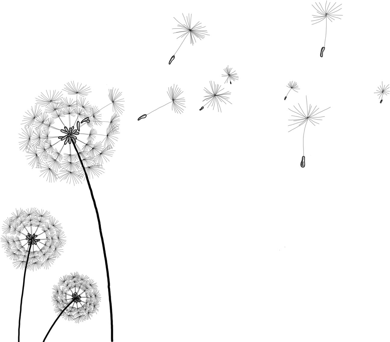 Information Clip Art Transprent - Transparent Background Dandelion Gif (1600x1200), Png Download