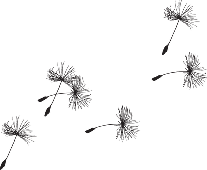 Dandelion Seed Flora Grass Seeds Close-up - Dandelion Clip Art Black And White Free (415x340), Png Download
