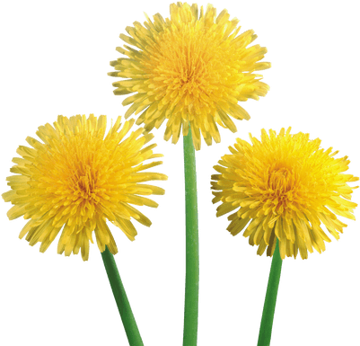 Dandelion Transparent (400x400), Png Download