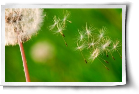 I Still Remember The Joy Of Picking Dandelion Puffballs - Crassocephalum (500x344), Png Download
