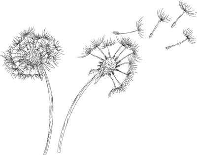 Dandelion Blowing Drawing Transparent Download - Dandelion Psd (400x315), Png Download