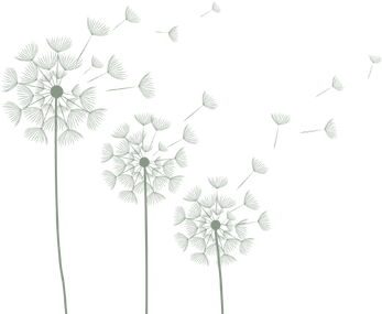 Pics For > White Dandelion Png - Flannel Flower (472x284), Png Download