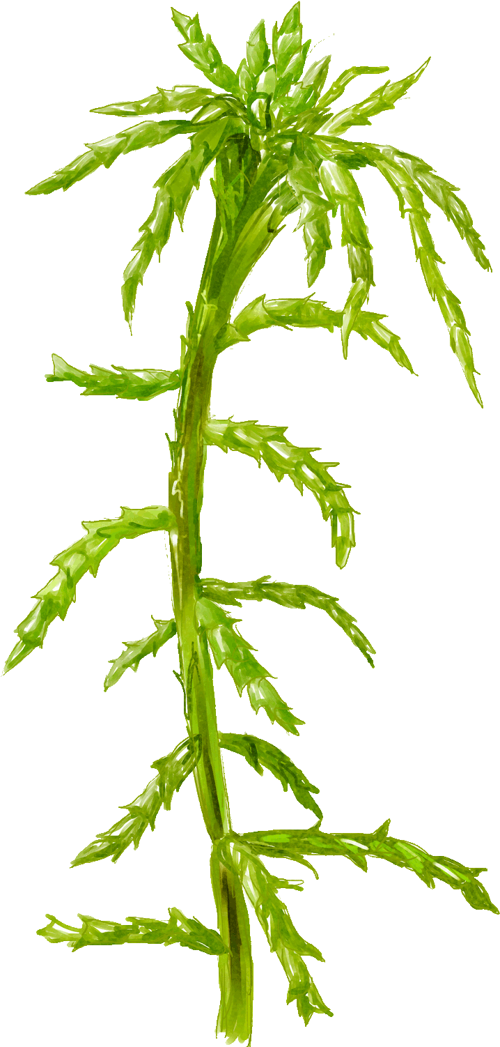 Peat Moss And A Close-up Of Large, Dead Cells Full - Grass (800x1583), Png Download