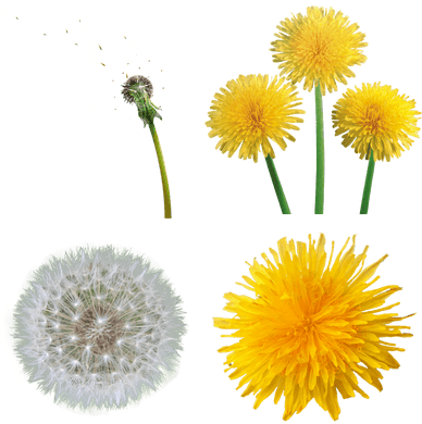 Dandelion Png (400x400), Png Download
