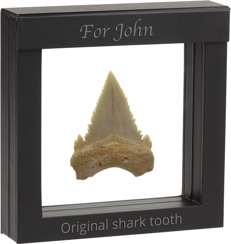 Authentic Shark´s Tooth Fossil - Shark Tooth Frame (1200x1200), Png Download