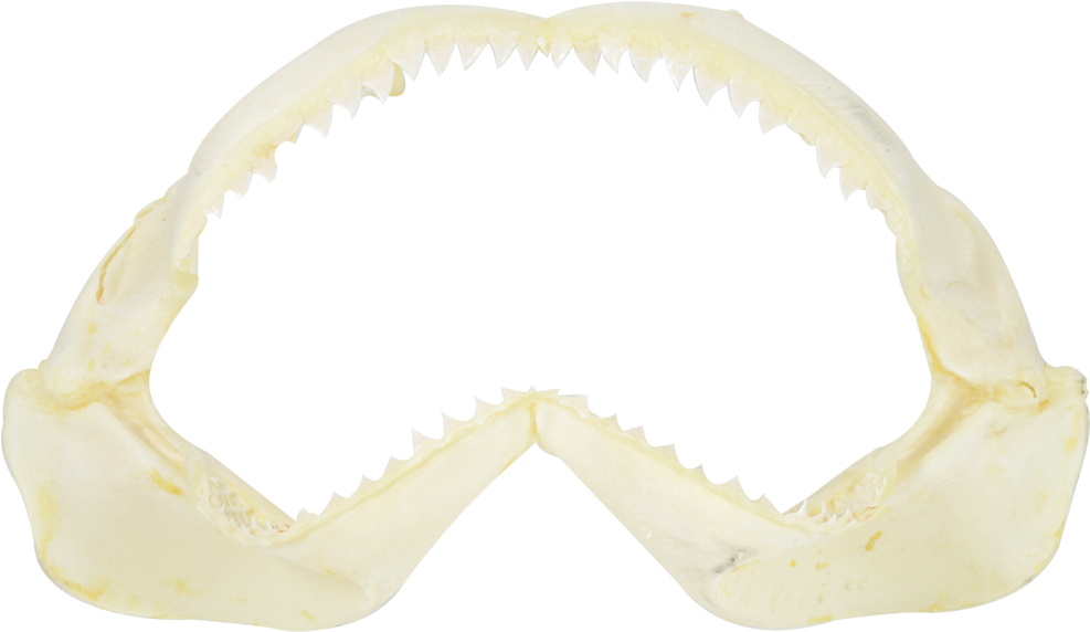 Shark Jaw - Various Sizes - Shark Jaw 10" Medium - Natural Bone (1100x1100), Png Download