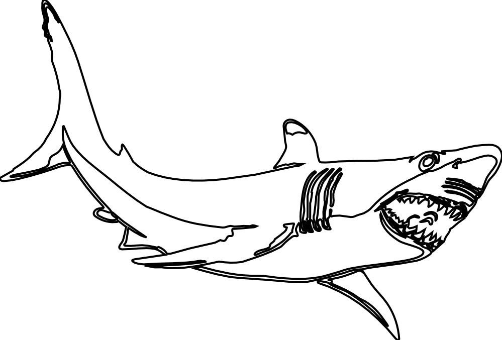 Clipart Shark Black And White - Great White Shark Clipart Black And White (999x677), Png Download