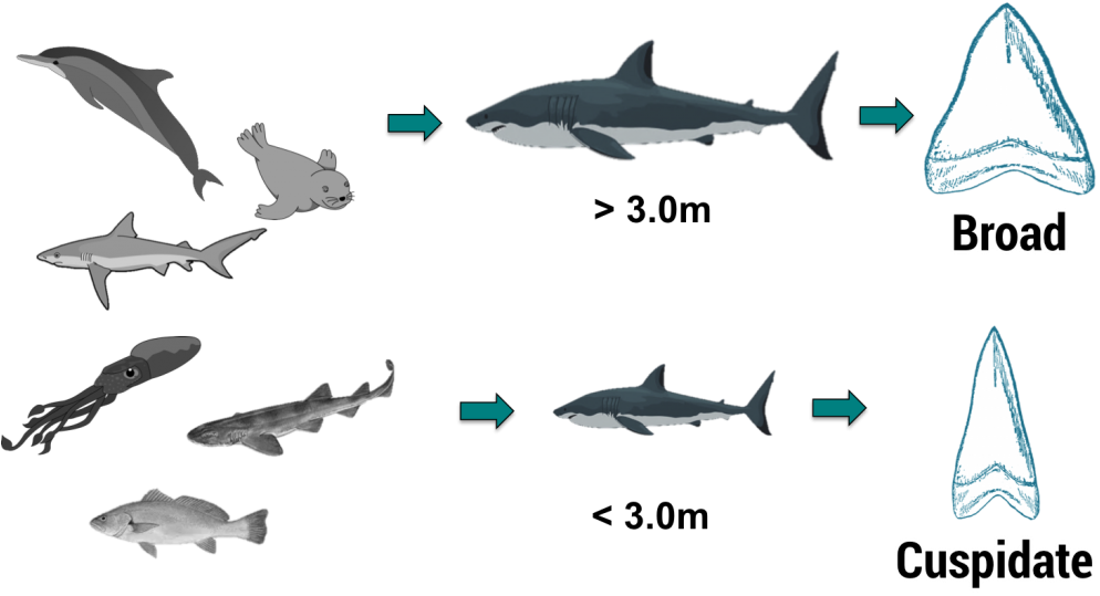 Accepted White Shark Food Chain And Concurrent Perceived - Great White Shark (1024x555), Png Download