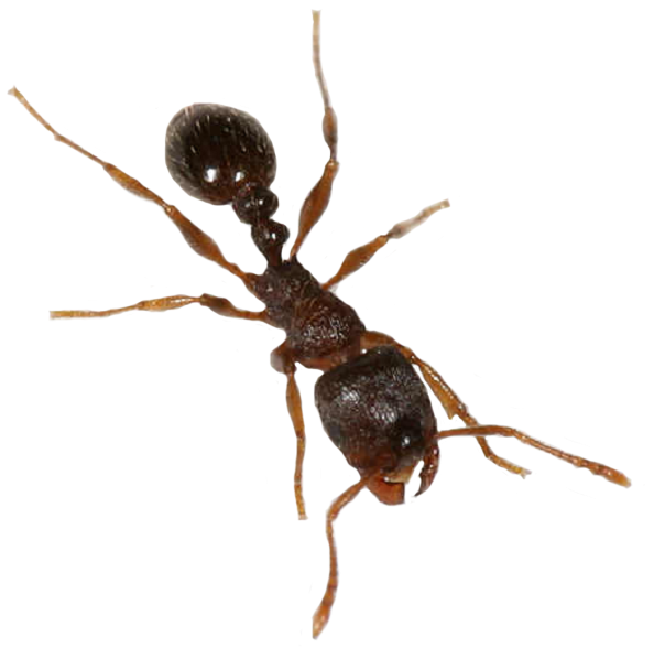 Pavement Ant Pure Defense Pest - Pavement Ant (834x798), Png Download