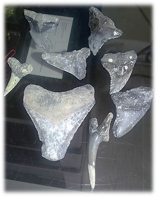 Fossilized Shark Teeth We've Found On Our Beach - Bronze Sculpture (529x660), Png Download