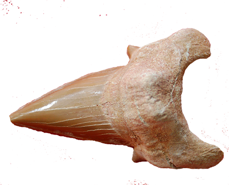 שן כריש מאובן Fossiled Shark Tooth - שיניים של כריש למכירה (450x363), Png Download
