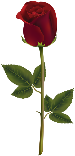 High Quality Images, Flower Art, Beautiful Roses, Flower - Rose Dark Png (291x600), Png Download