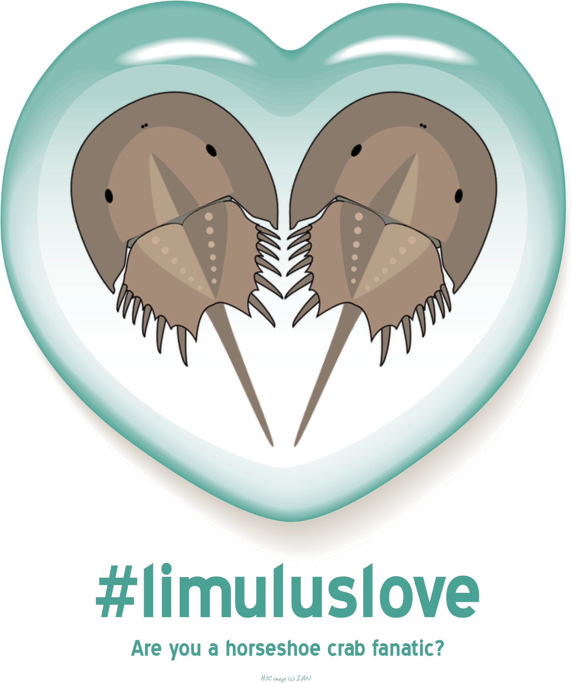 Horseshoe Crab Love (1992x2346), Png Download