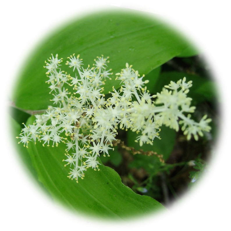 Fairy Wand - 🔍 - $11 - 00 - Unicorn (833x833), Png Download