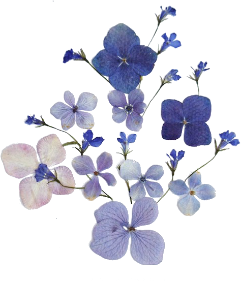 Transparent Blue Flowers - Flower Outline Transparent Background (484x610), Png Download