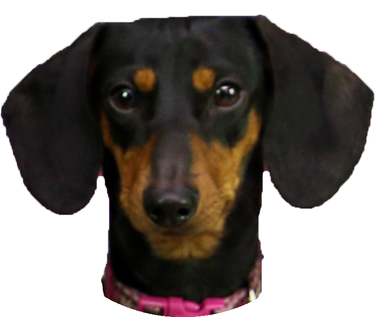 Dachshund Polynesians Drawing Pet - Como Se Llaman Los Perros De Los Polinesios (753x636), Png Download