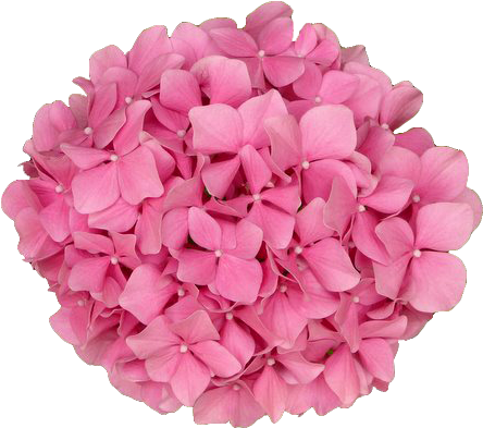 Coolest Transparent Flower Background Transparent Flowers - Bunch Of Pink Flowers Png (450x397), Png Download