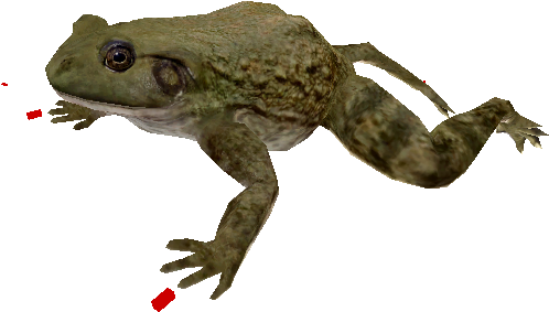 13987 - Bufo (750x650), Png Download