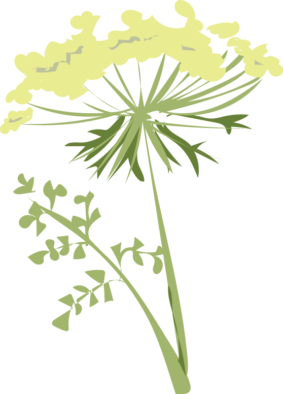 Breathe In The Pungent Aromas Of The Carrot Family (558x776), Png Download