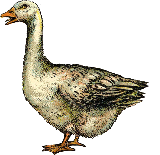 Vintage Goose (850x816), Png Download