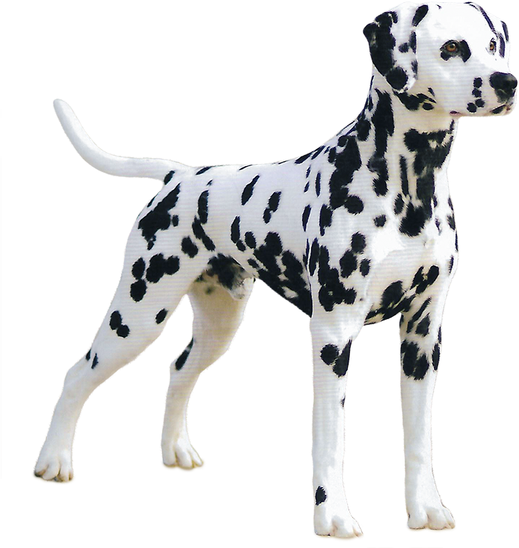 Memorial Parks - Dalmatian Great Dane (856x800), Png Download