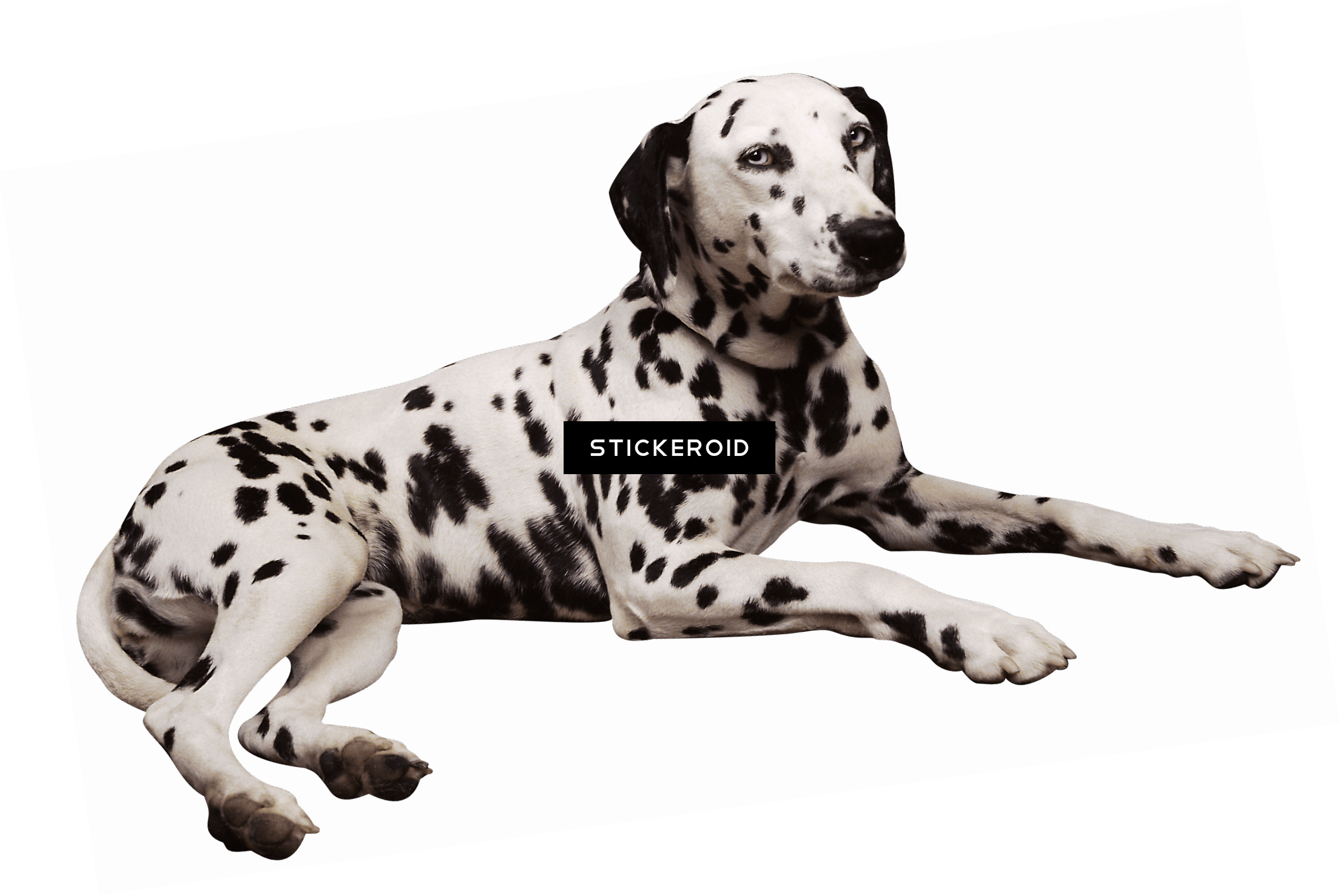 Dalmatian Lying Down - Waterproof Dog Bed Cushion Black Brown 2 Sizes (2276x1523), Png Download