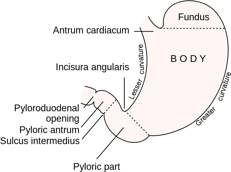 This Diagram Of The Stomach Shows The Cardiac Region, - Fundus Of Stomach (791x600), Png Download