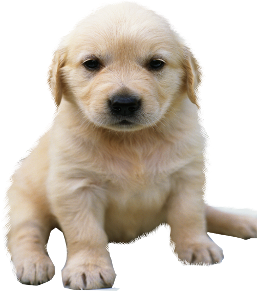 Download Golden Retriever Png No Background Golden Retriever Puppy Png Png Image With No Background Pngkey Com Download Golden Retriever Png No Background Golden Retriever Puppy Png Png Image With No Background Pngkey Com