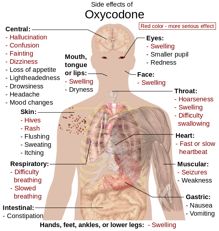 Side Effects Of Oxycodone - Oxycodone In The Body (726x768), Png Download