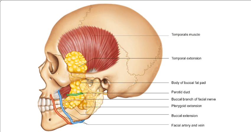 Anatomical Location Of The Buccal Fat Pad - Buccal Pad Of Fat (850x448), Png Download