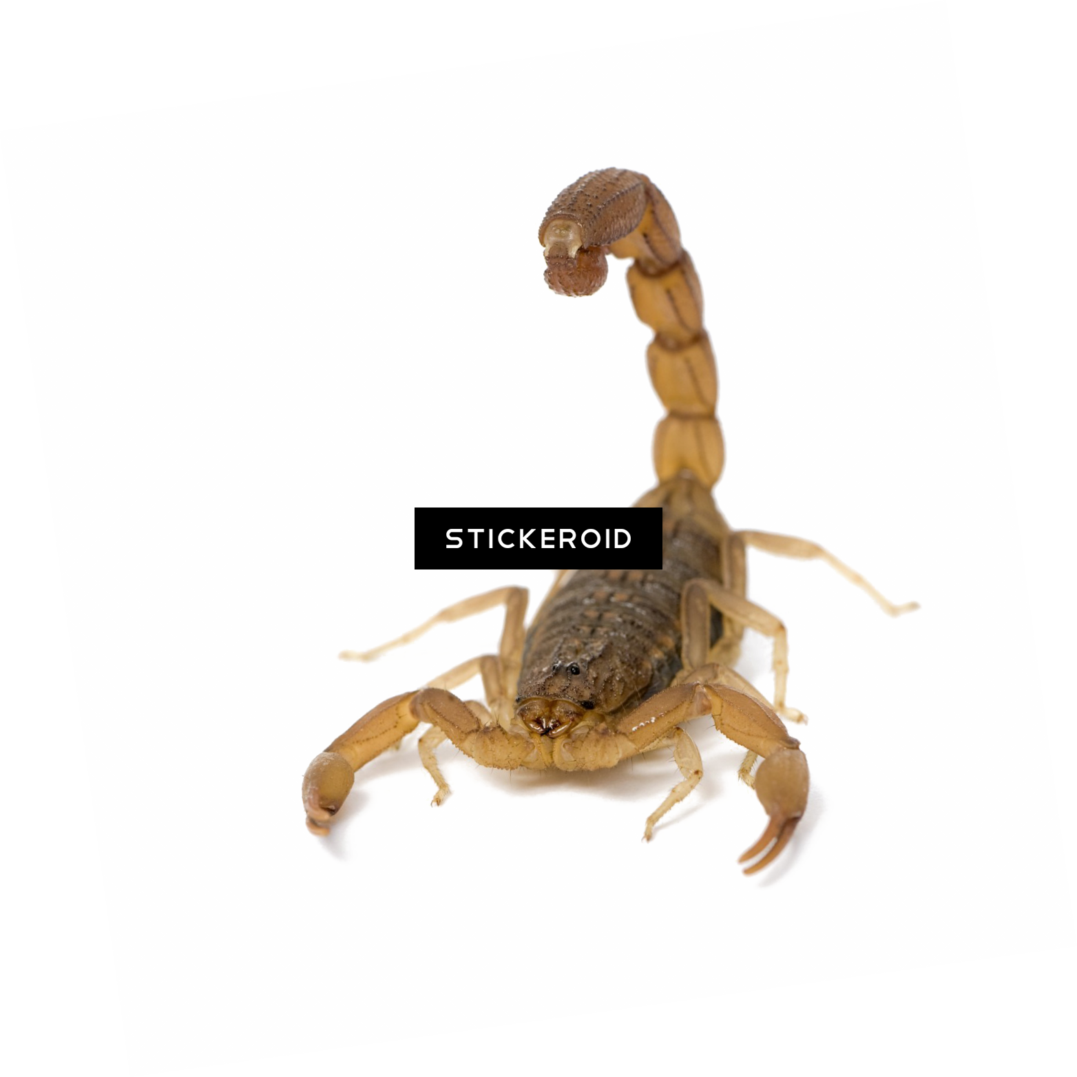 Scorpion Animals Scorpio - Scorpion Hottentotta (1564x1564), Png Download