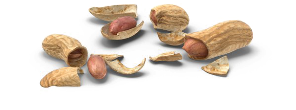 Peanut Download Png Image - Portable Network Graphics (600x600), Png Download
