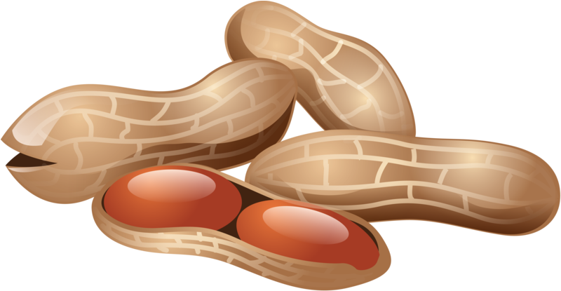 Peanut Png, Download Png Image With Transparent Background, - Peanuts Icon (800x424), Png Download