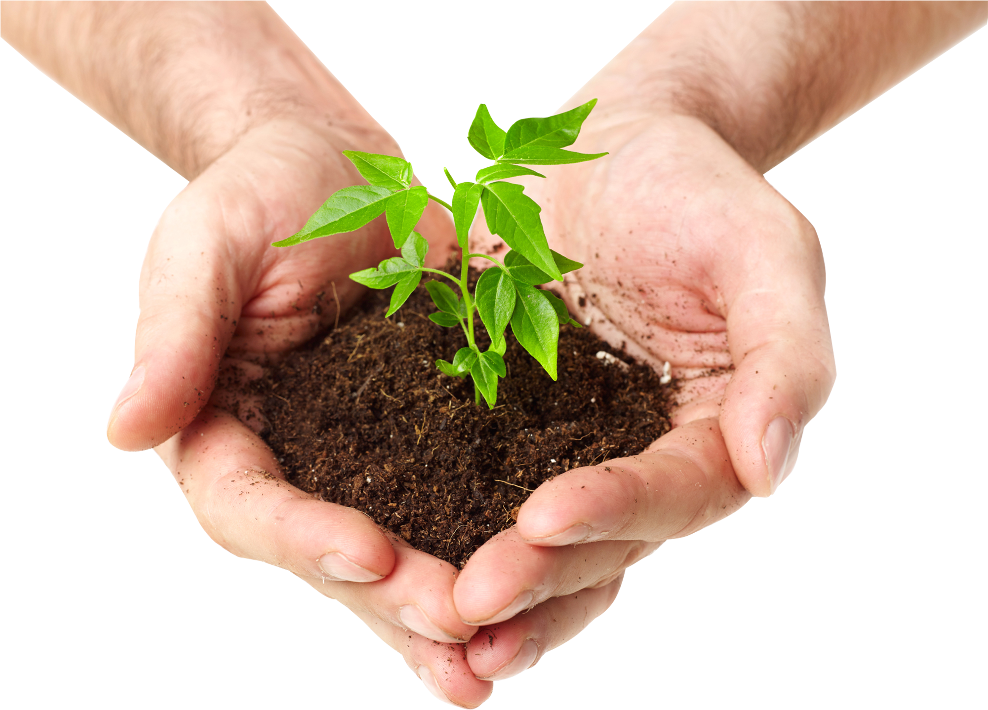 Picture Black And White Download In Png For Free Download - Plant In Hand Png (2000x1500), Png Download