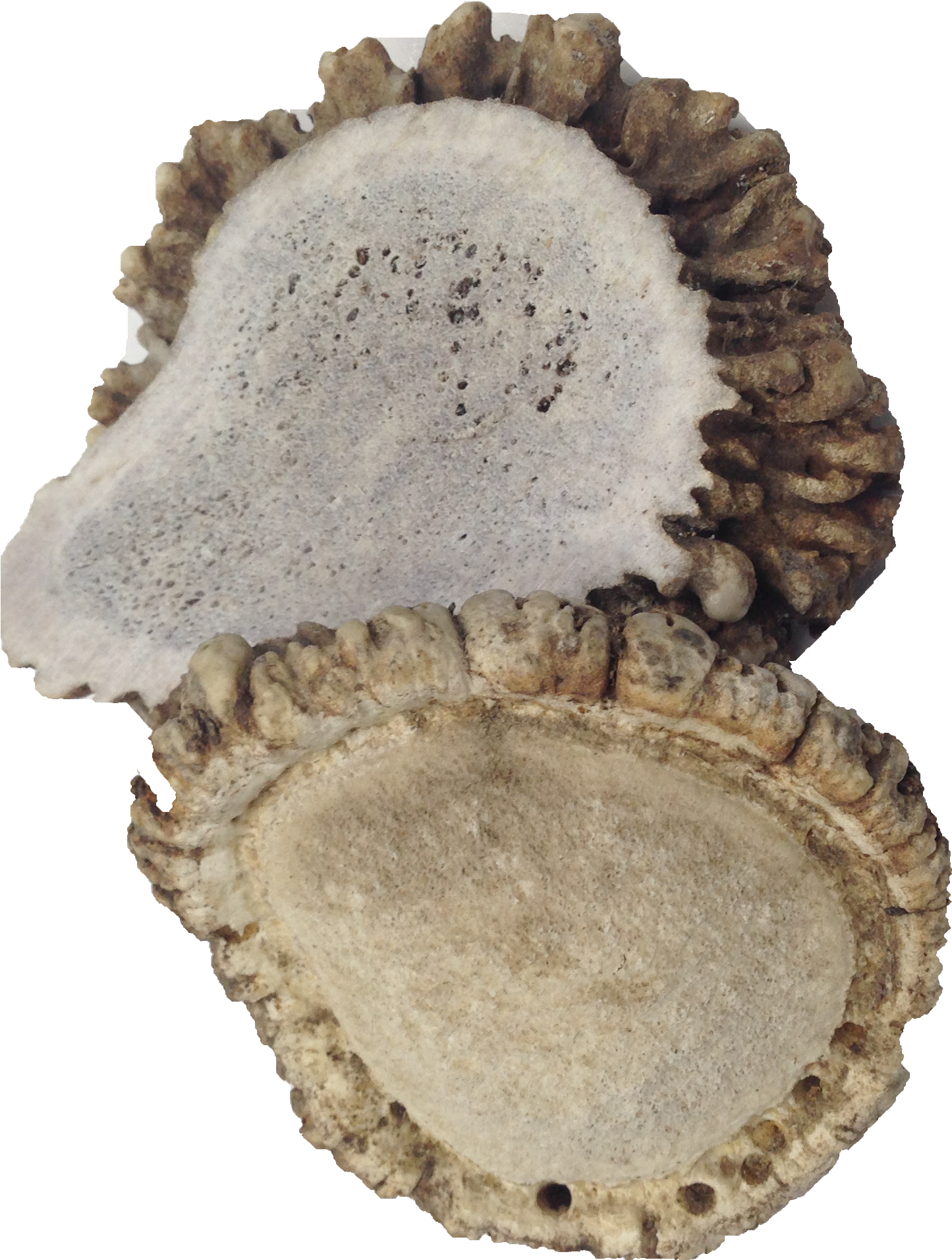 Crown Antlers - Wood (3264x2448), Png Download